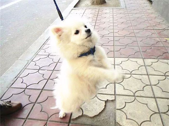 狗狗经常用后腿站立该怎么纠正,狗狗直立行走影响狗狗健康