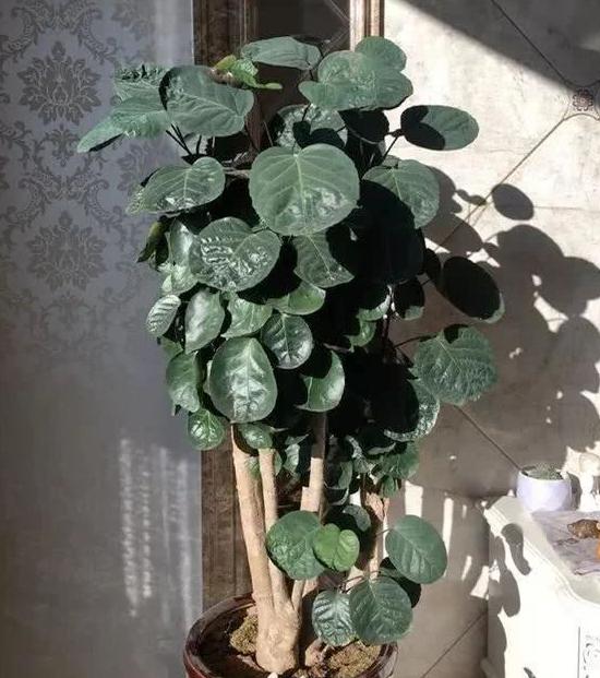 金钱兜寓意代表什么,金钱兜吉利吗