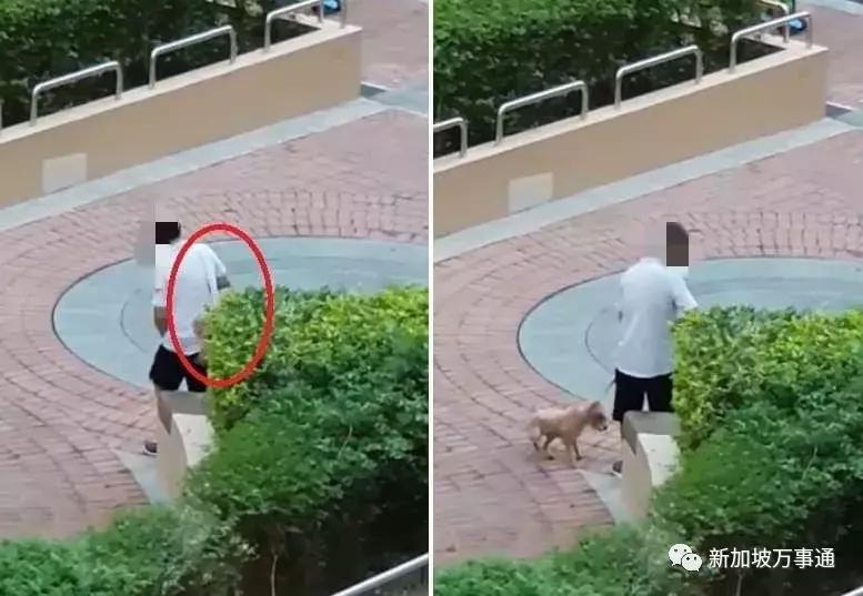 新加坡全岛追凶！一只黑猫竟被如此残忍地虐死