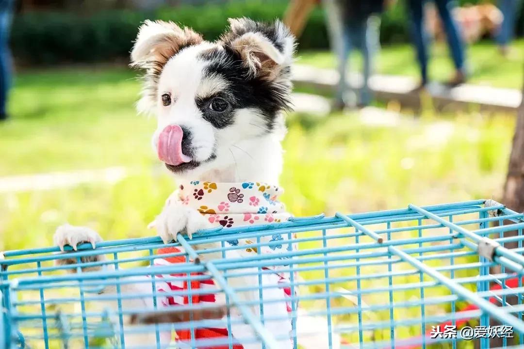 万圣节不给糖果就捣蛋男孩,万圣节不给糖就捣蛋儿童视频