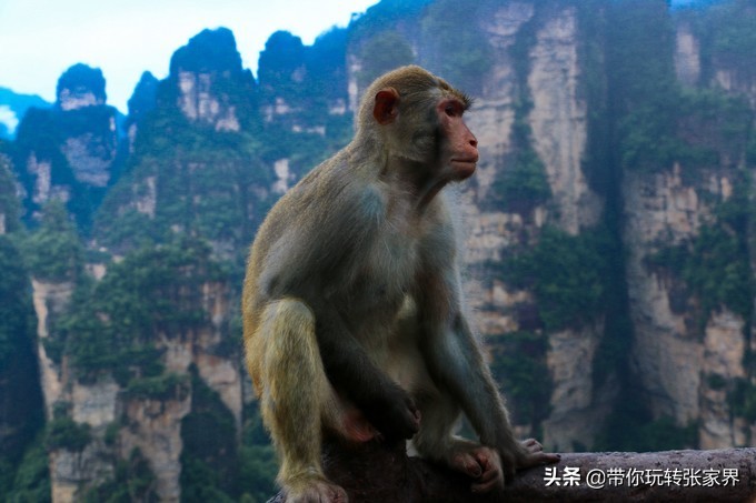到张家界天门山自助游价格多少钱,武汉到张家界天门山三日游