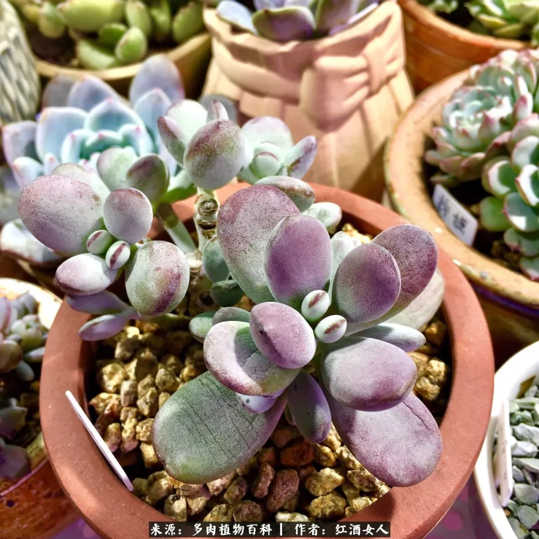 记录走过的美景留下美好的回忆,记录走过的每一段美好时光