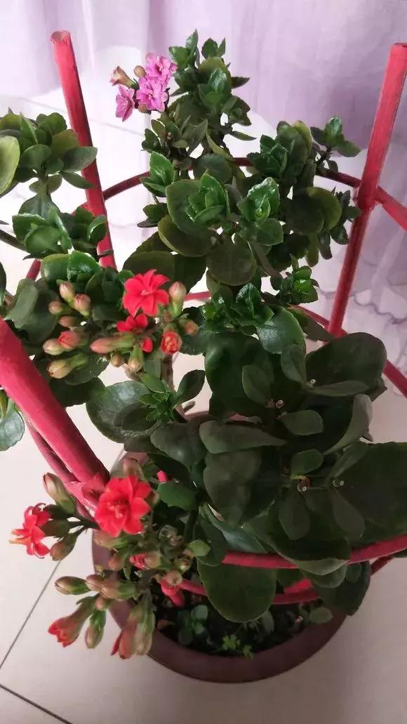 长寿花如何嫁接到不死鸟,长寿花这样嫁接花期长还不会烂根