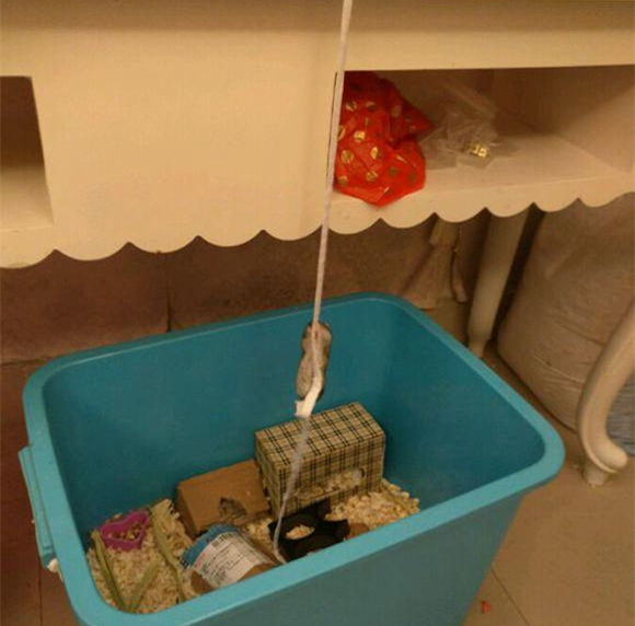 仓鼠力气特别大,仓鼠的弹跳力有多强