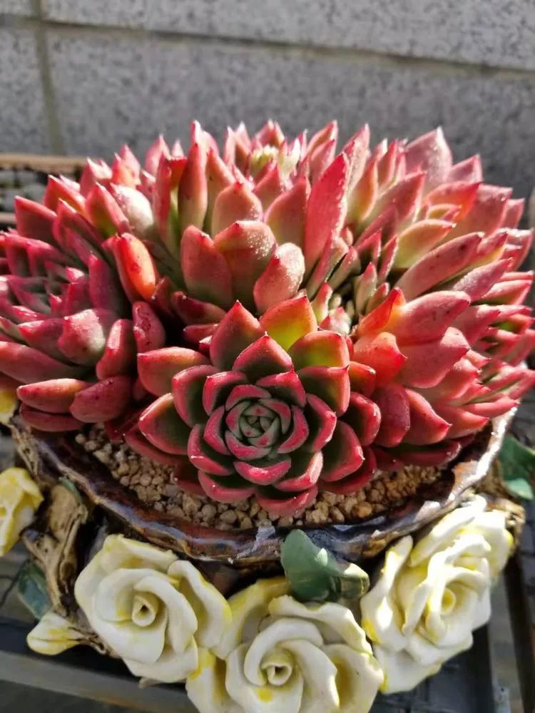 爱机车,爱多肉,宝妈花姐的诗和远方