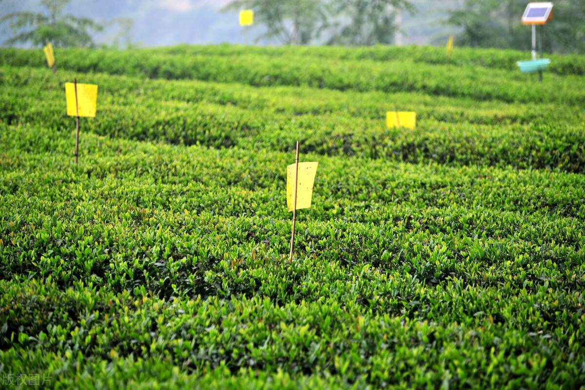 纯天然无毒蔬菜杀虫剂,杀虫剂最好的制作方法