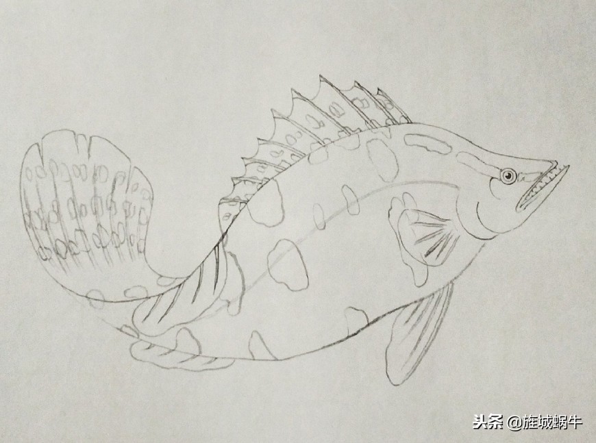 鳜鱼画法小视频,鳜鱼工笔画法视频