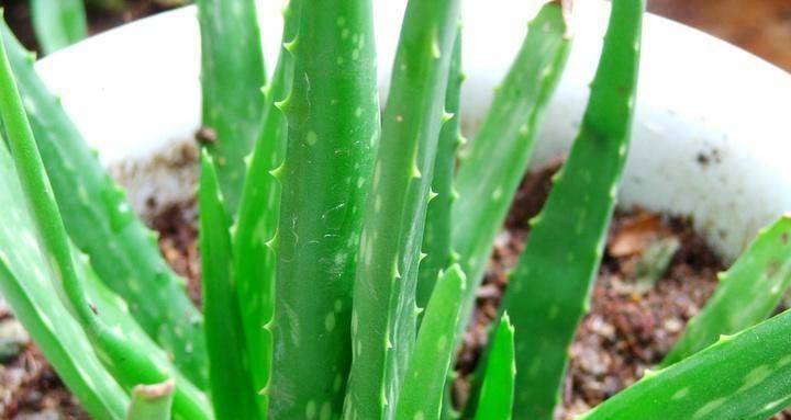 芦荟养殖方法怎么修剪,芦荟的叶子冻伤了需不需要修剪