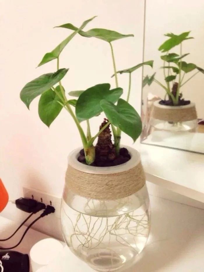 在家里面适合养什么水培植物,最适合家里养的水培植物