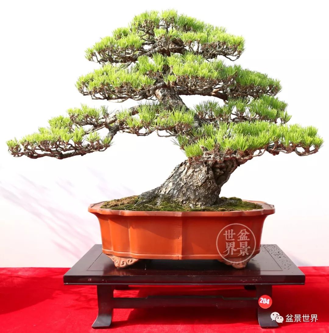 精品黑松盆景欣赏,富贵大气的盆景有哪些