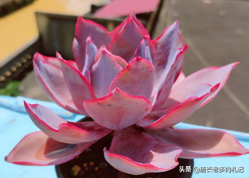 钱串子多肉叶严重缺水还能救活吗,多肉虹之玉掉叶子是化水还是缺水