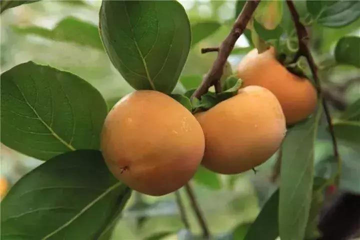 火晶柿子哪个品种好吃,火柿子长安十二时辰