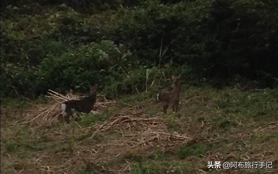 豆瓣9.1分，看过不足1500人，我却复盘了张日本最全野游图