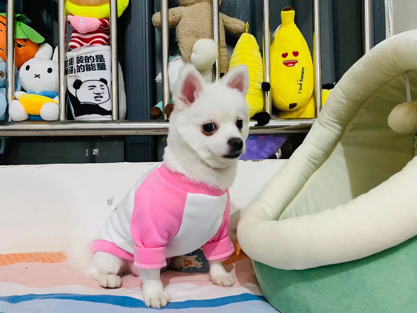 狗狗流鼻涕很严重怎么办吃什么药,小狗狗流鼻涕怎么办