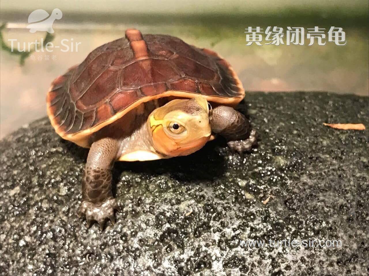黄缘龟和黄缘闭壳龟有什么区别,原种黄缘龟和下山黄缘区别