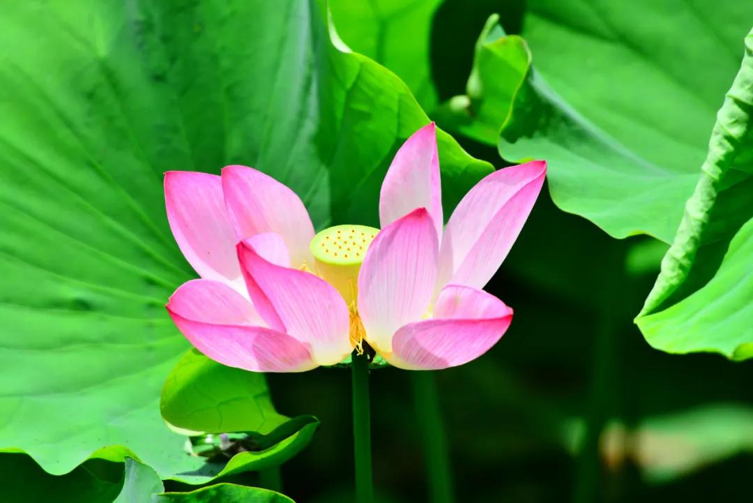 十首著名的荷花诗莲花别样红,最有韵味的荷花十首诗词