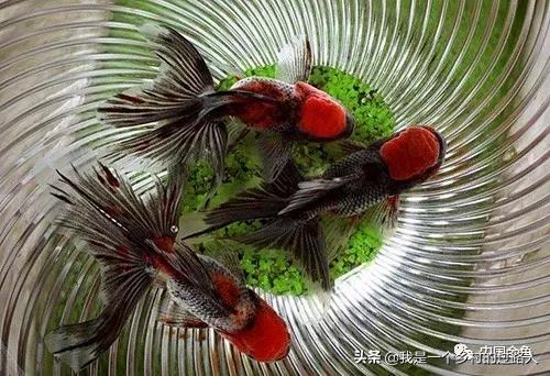 养鱼硝化细菌的正确用法,养鱼硝化细菌哪种好