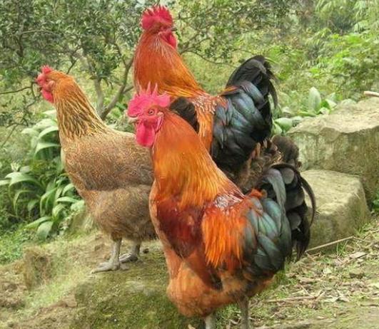 鸡的眼睛长疙瘩怎么回事,鸡的眼上长鸡痘是怎么了