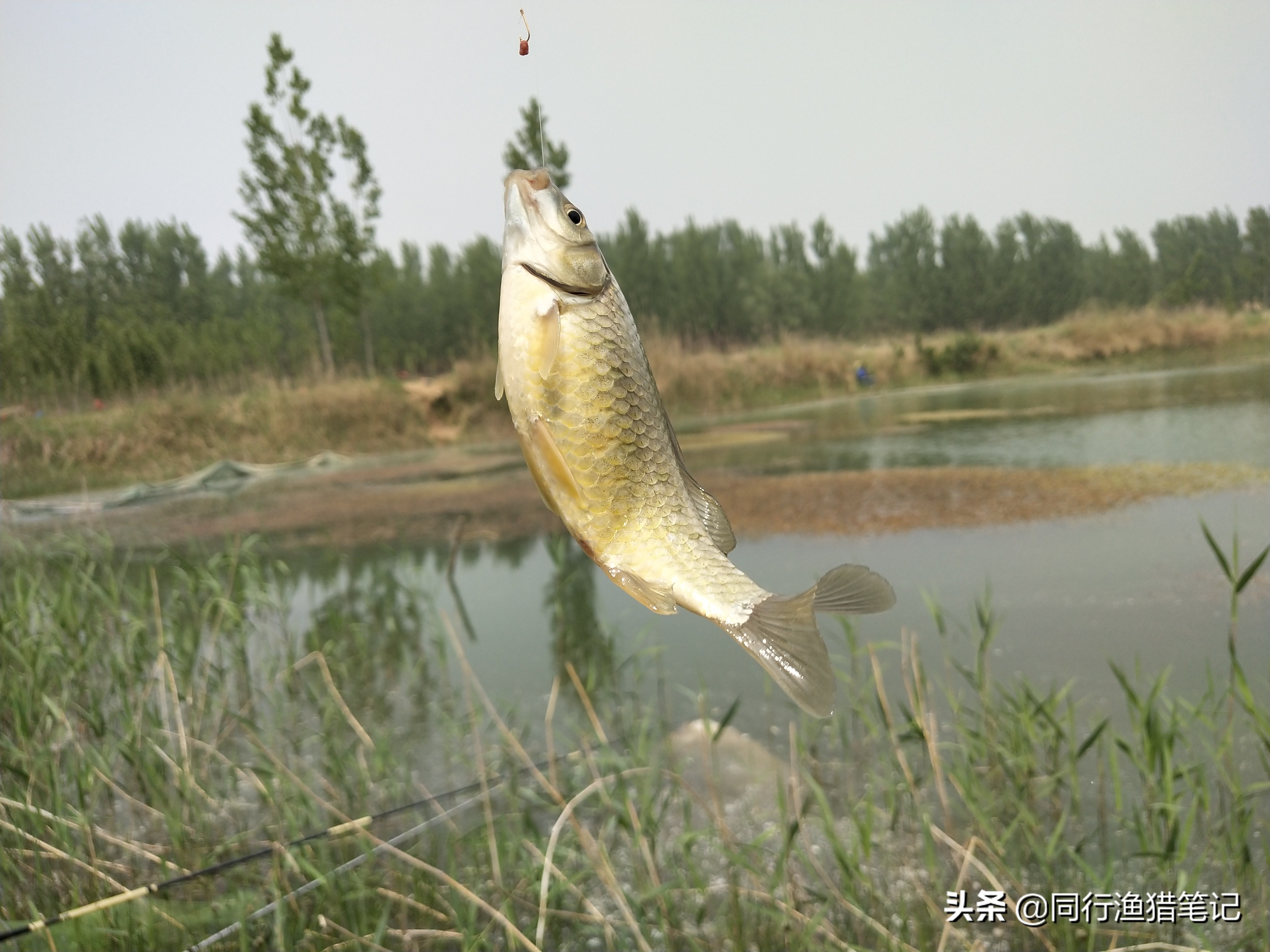 肥水缺氧鱼上浮不开口怎么钓,水肥鱼口不好