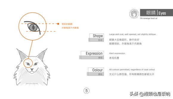 挪威森林猫养殖方法,挪威森林猫怎么养需要注意什么