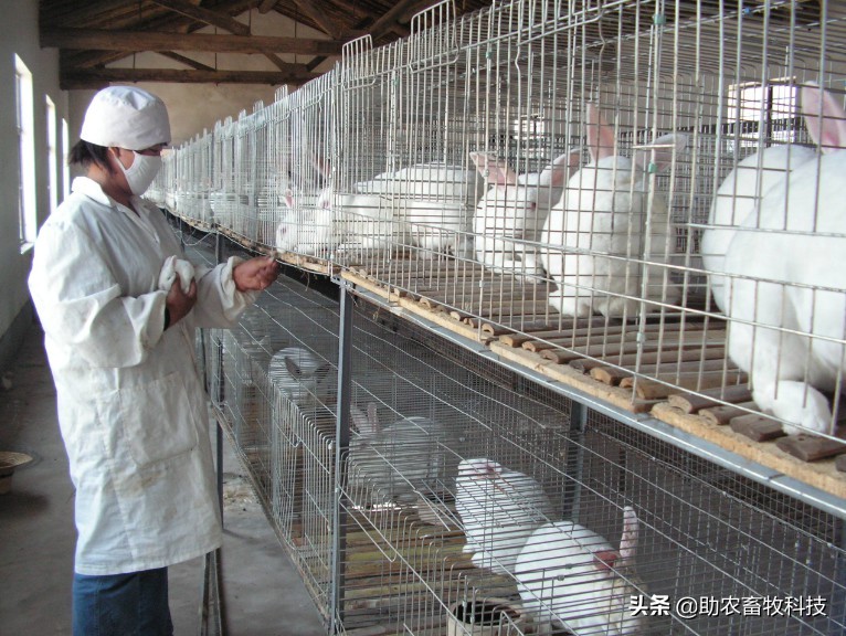 养兔子所需的球虫药要怎么喂,散养兔子怎么预防球虫病