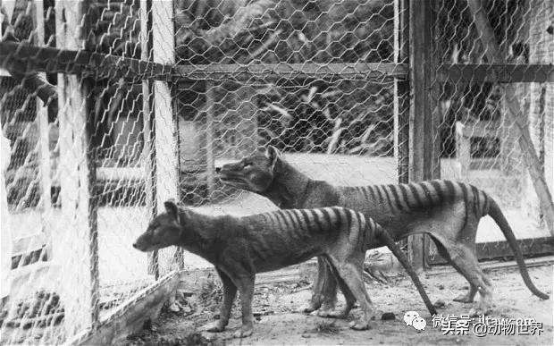 不可思议的神秘动物,不可思议的动物