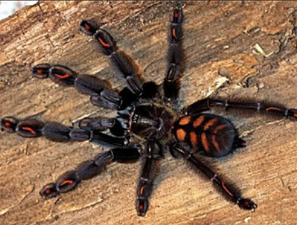 捕鸟蛛饲养条件,捕鸟蛛饲养事项