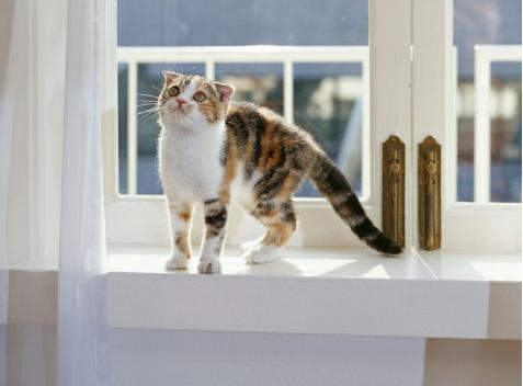 猫咪有不同的肢体动作你能懂它吗 (猫咪各种肢体动作图解)