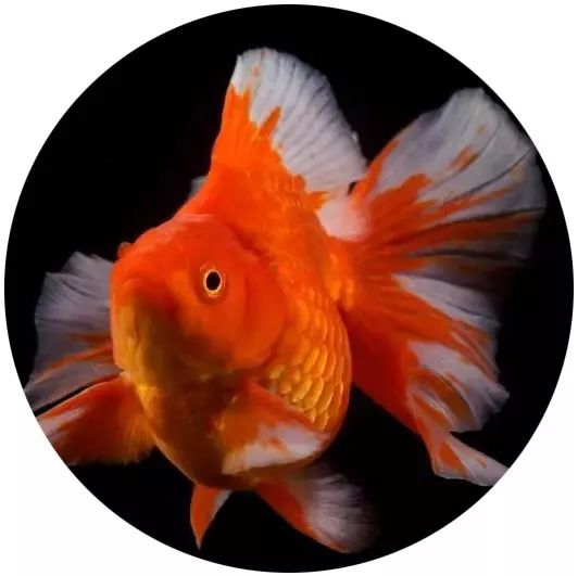 日本网红打卡艺术展,日本十大网红展