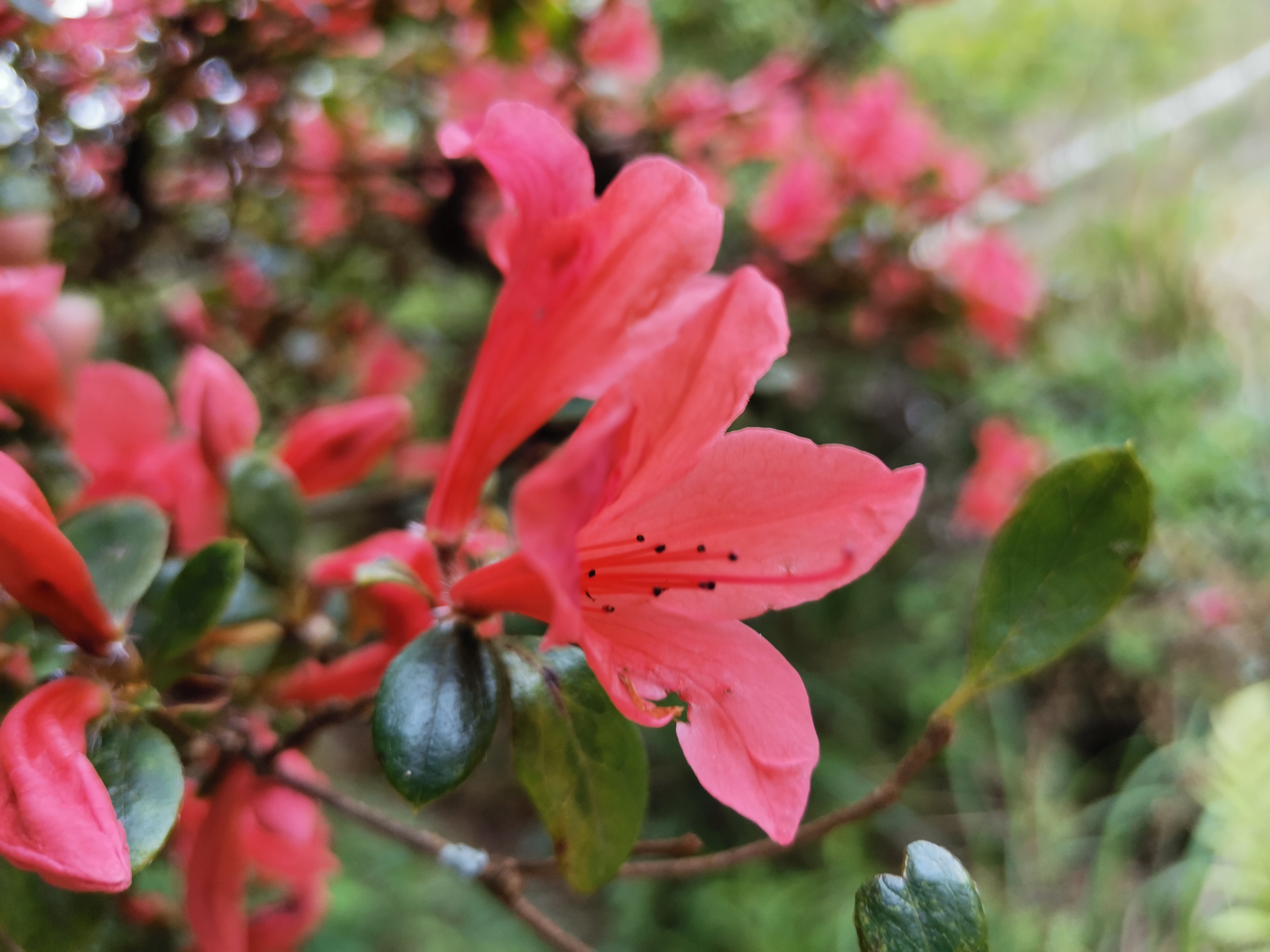 深山野生杜鹃花,中国最好的野生杜鹃花