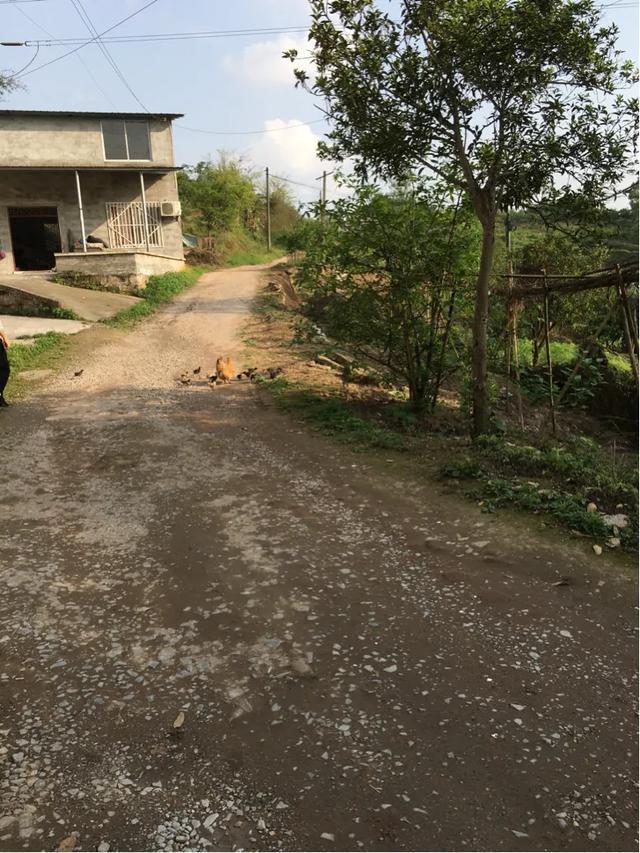 重庆铜罐驿古镇柑橘视频,重庆铜罐驿古镇排名