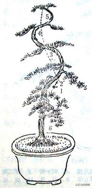 丛林式盆景欣赏,盆景欣赏及制作