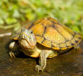 入侵中国危害最大的物种,被中国人吃到濒临灭绝的十大物种