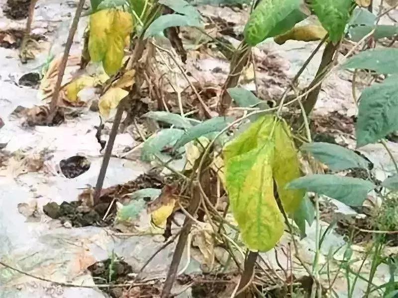 枯萎病怎么治疗效果最好,枯萎病怎么治疗最快