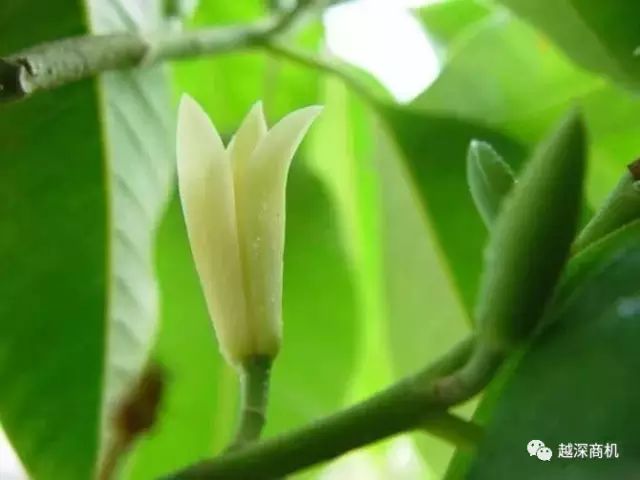 中国各大城市市花介绍,全国56市市花太美了的视频