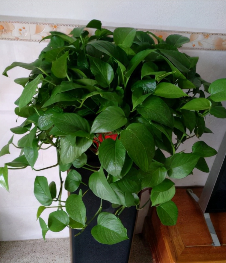 绿萝叶子掉了还能扦插吗,绿萝叶子掉完了就剩藤条了