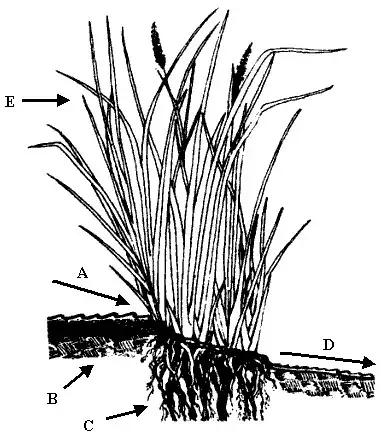 香奈儿珍藏系列梧桐影木淡香水,香奈儿梧桐影木香水适合女性吗