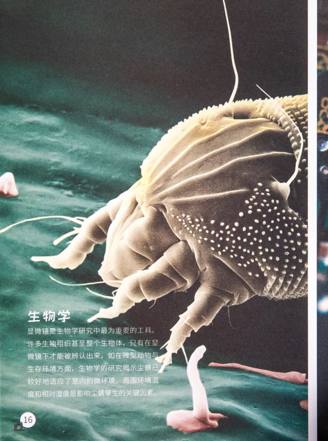 暑假孩子玩手机不如打篮球吧,儿童显微镜放大蚂蚁120倍