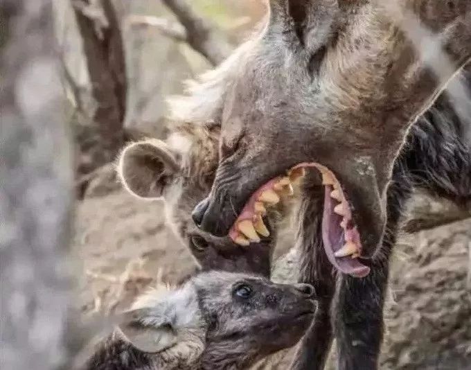 亲爹亲妈们分享自家熊孩子的沙雕现场