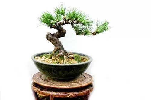 黑松盆景怎么养护和管理 (夏天如何给黑松叶片补水)