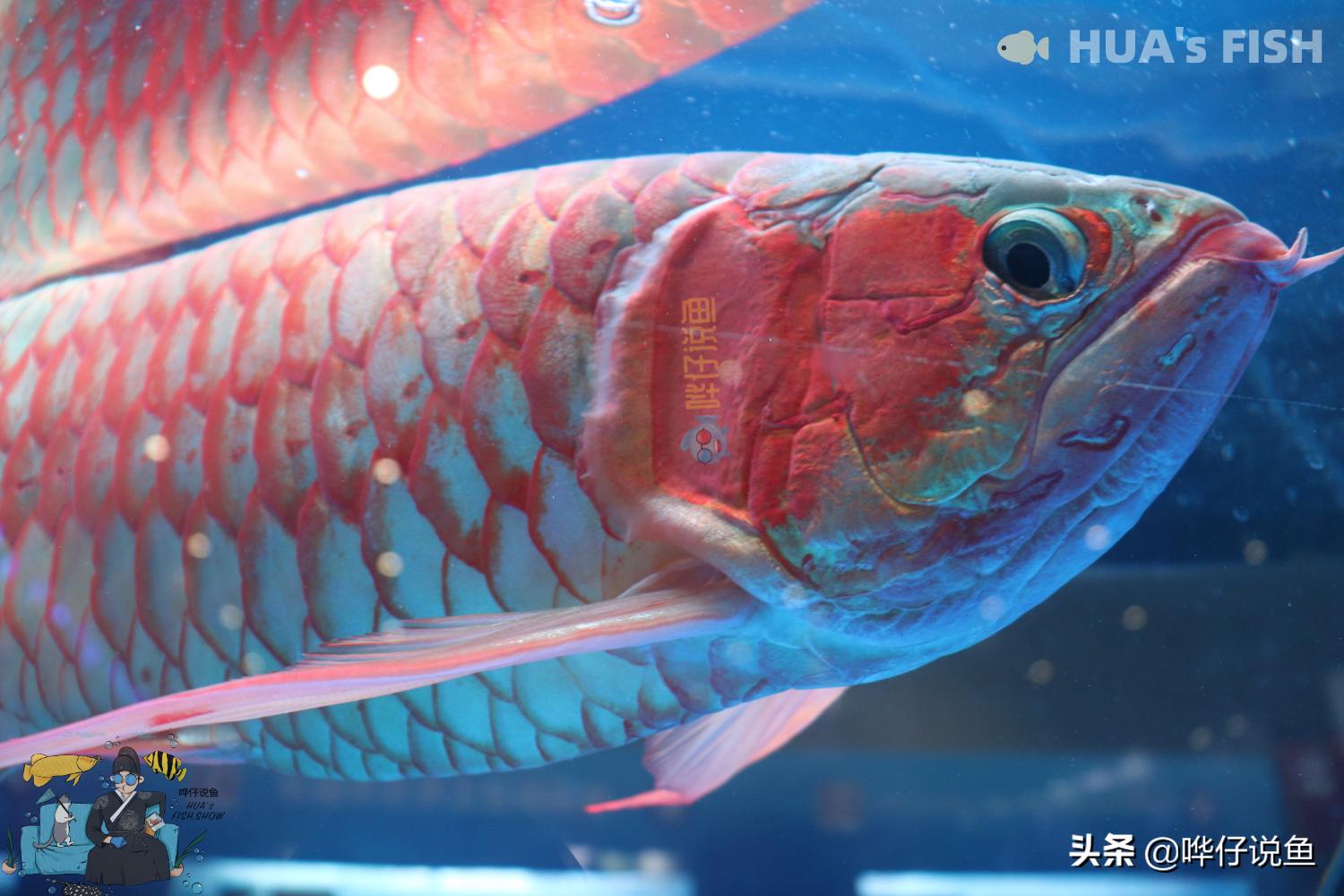 光合细菌跟反硝化细菌能同时用吗,鱼缸光合细菌和硝化细菌哪个好