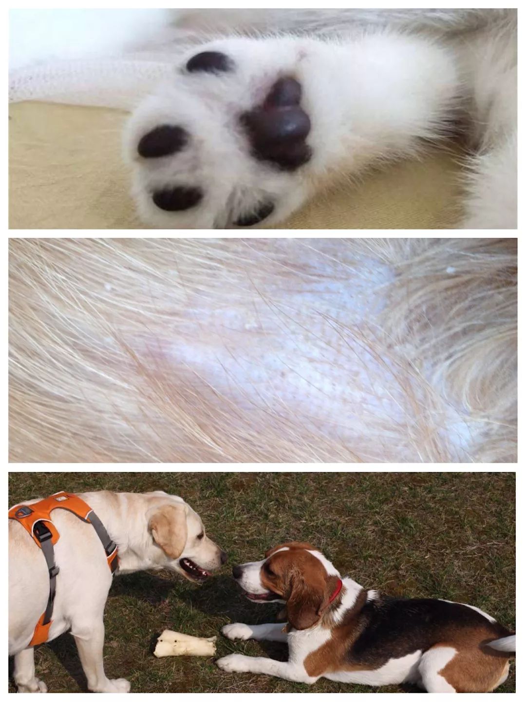 怎么学给狗看病,学给狗狗看病去哪里学