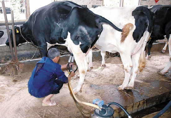 三聚氰胺毒奶粉老板出狱了吗,三聚氰胺奶粉受害儿童的现状