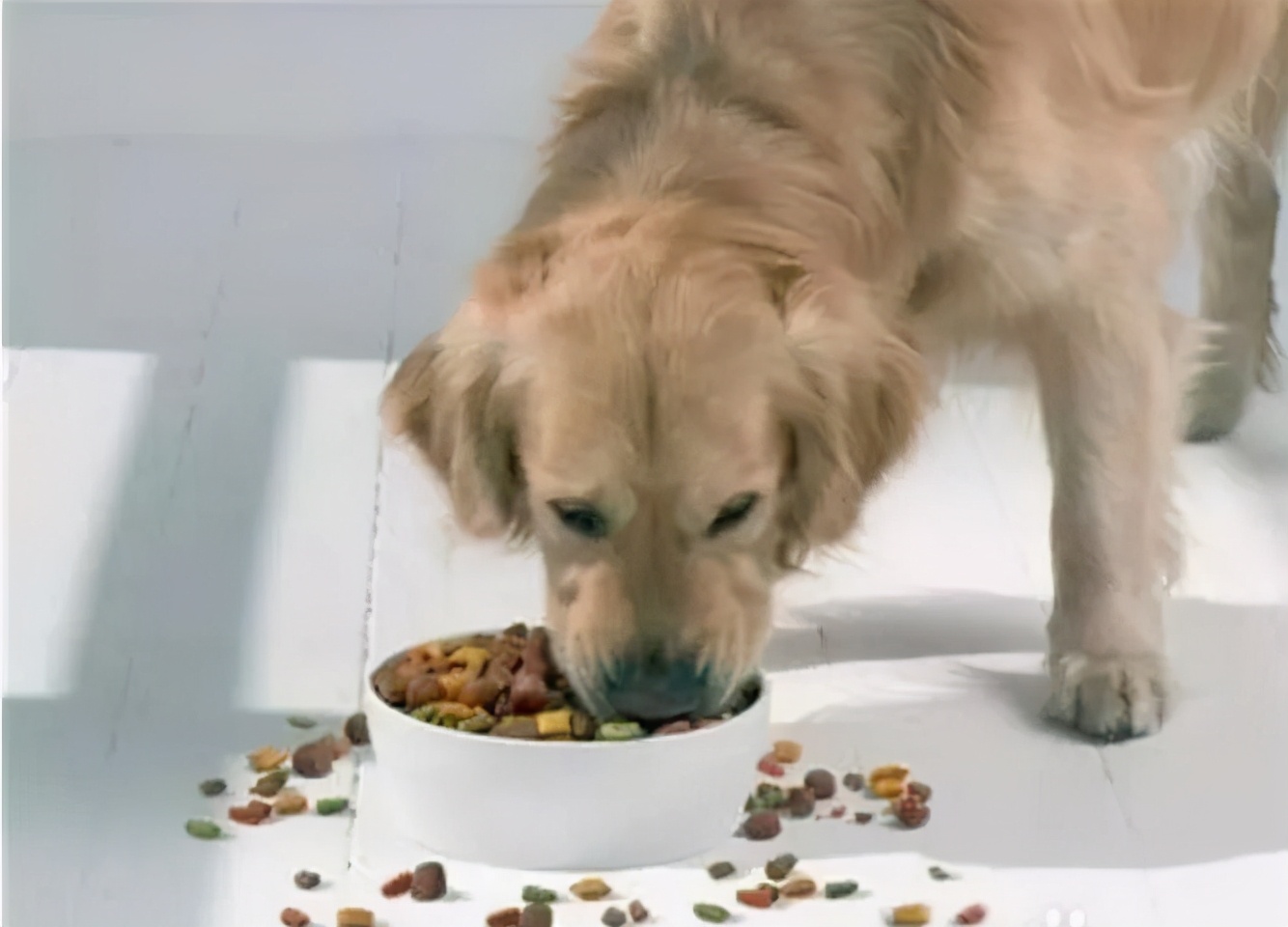 狗粮颗粒大小对狗狗有影响吗,大颗粒狗狗狗粮