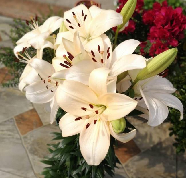 百合花开完花后怎么处理要施肥吗,百合花开完后怎么处理视频