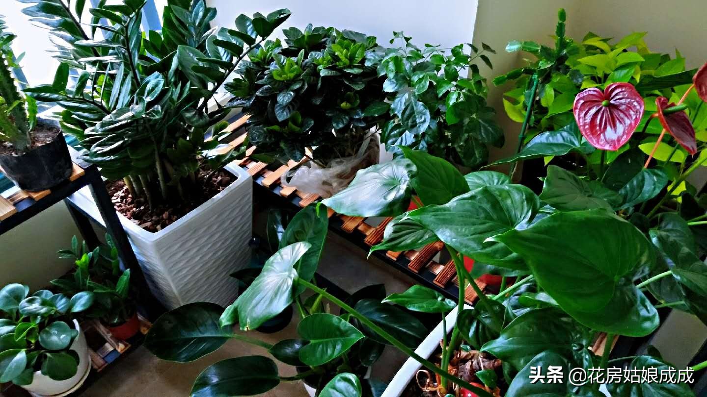 平时怎么打理家里的花花草草,家里没人了花草怎么办