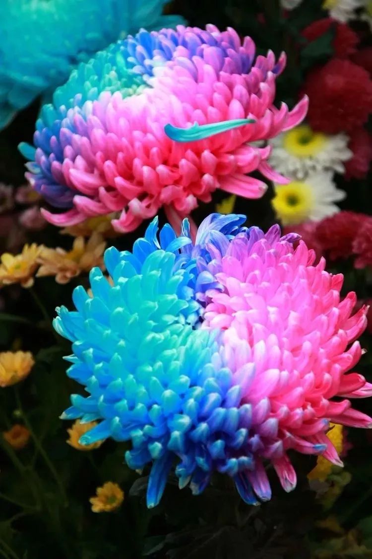 花中四君子菊花国画用笔,花中四君子菊花高清图片