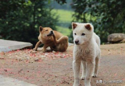 猪来穷狗来富猫来盖白布有依据吗,民间讲的狗来穷猫来富猪来是什么