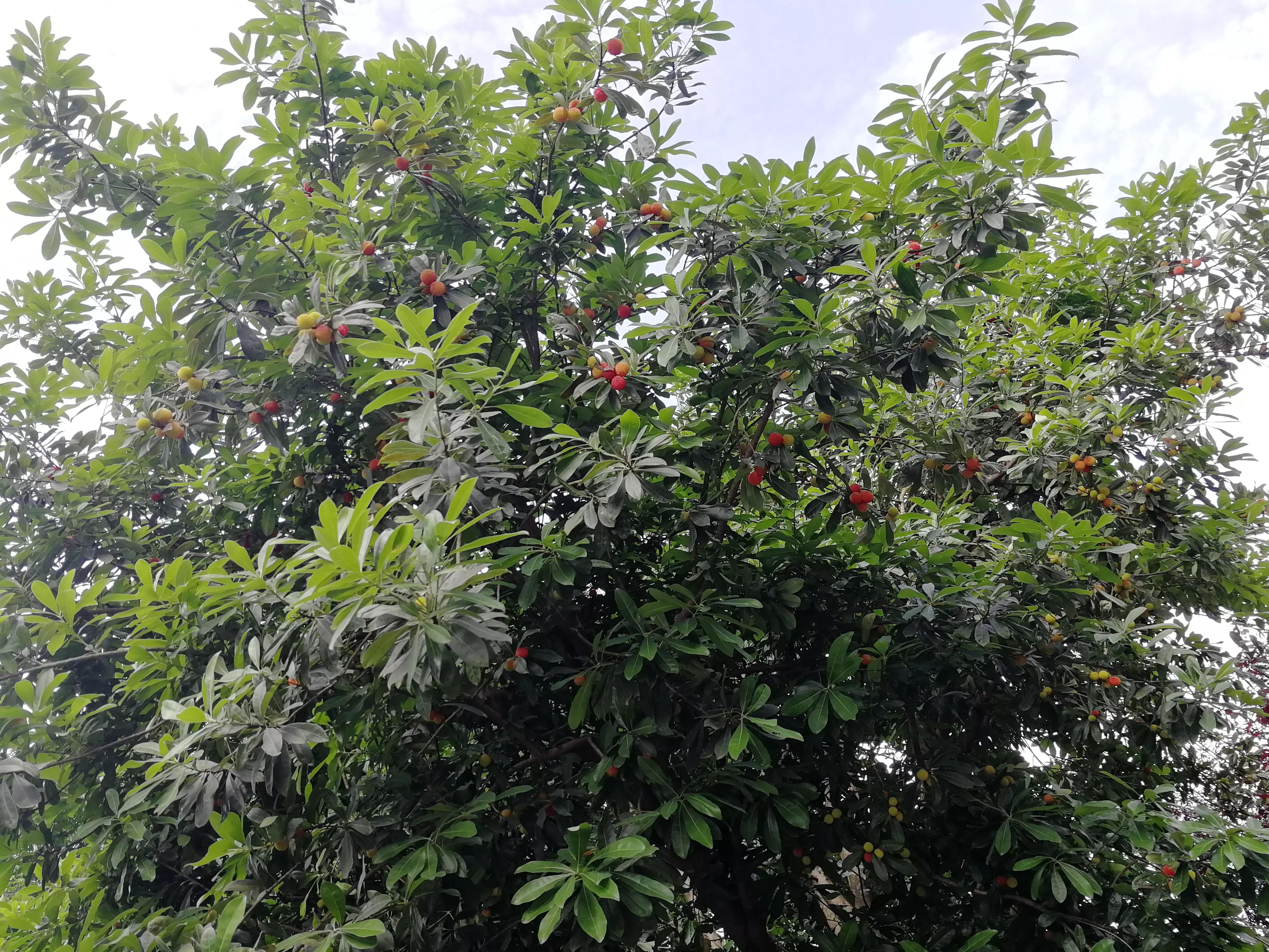 长沙梅溪湖,长沙梅溪湖步步高