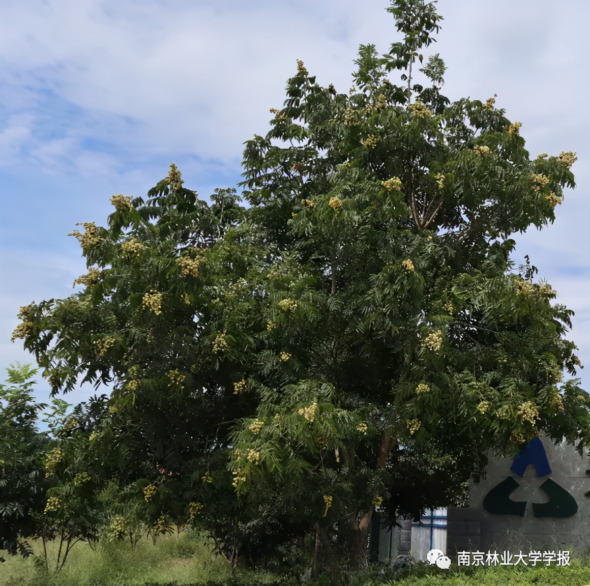 专题报道||无患子不同器官中的总皂苷和总黄酮含量